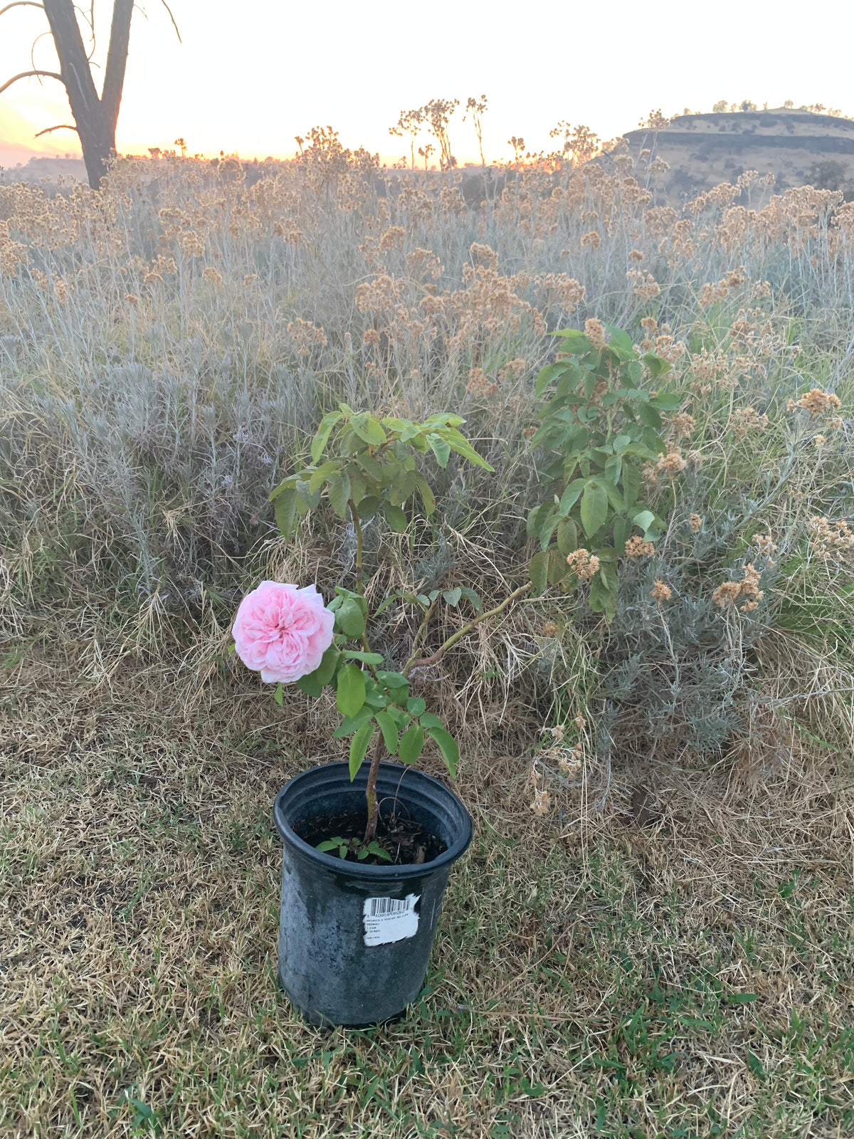 Souvenir De La Malmaison Rose Cl