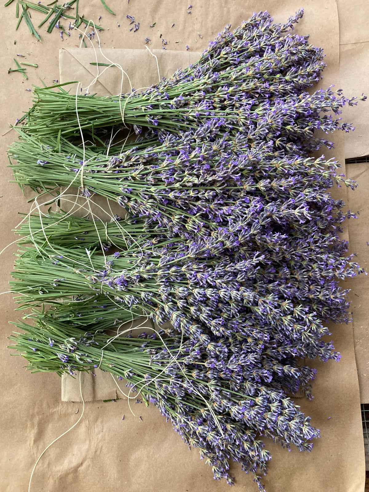 Maillette Lavender hydrosol - Limited edition 2026
