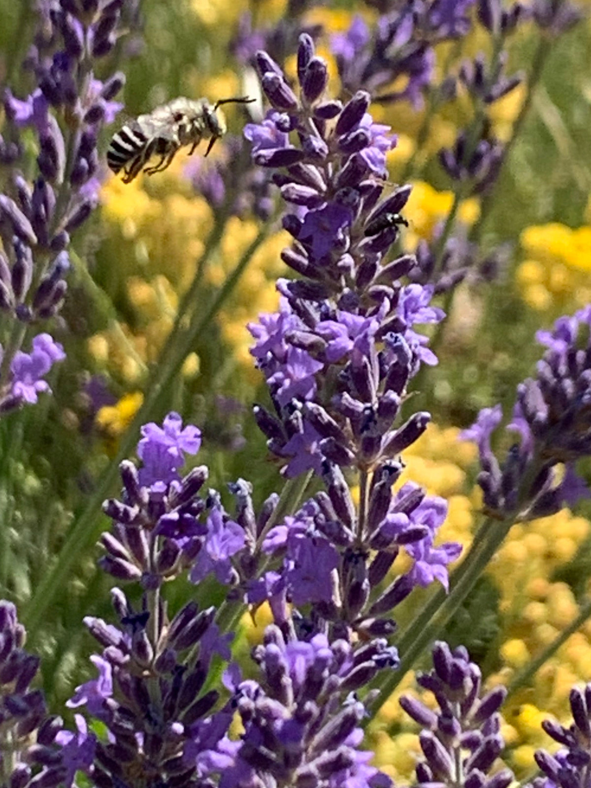 Maillette Lavender hydrosol - Limited edition 2026