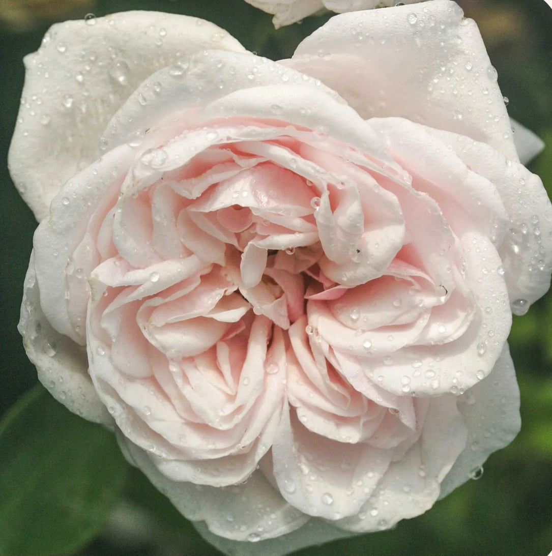 Souvenir De La Malmaison Rose Cl