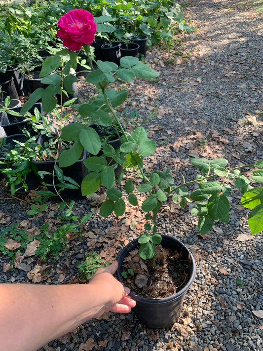 Rose de Rescht plant
