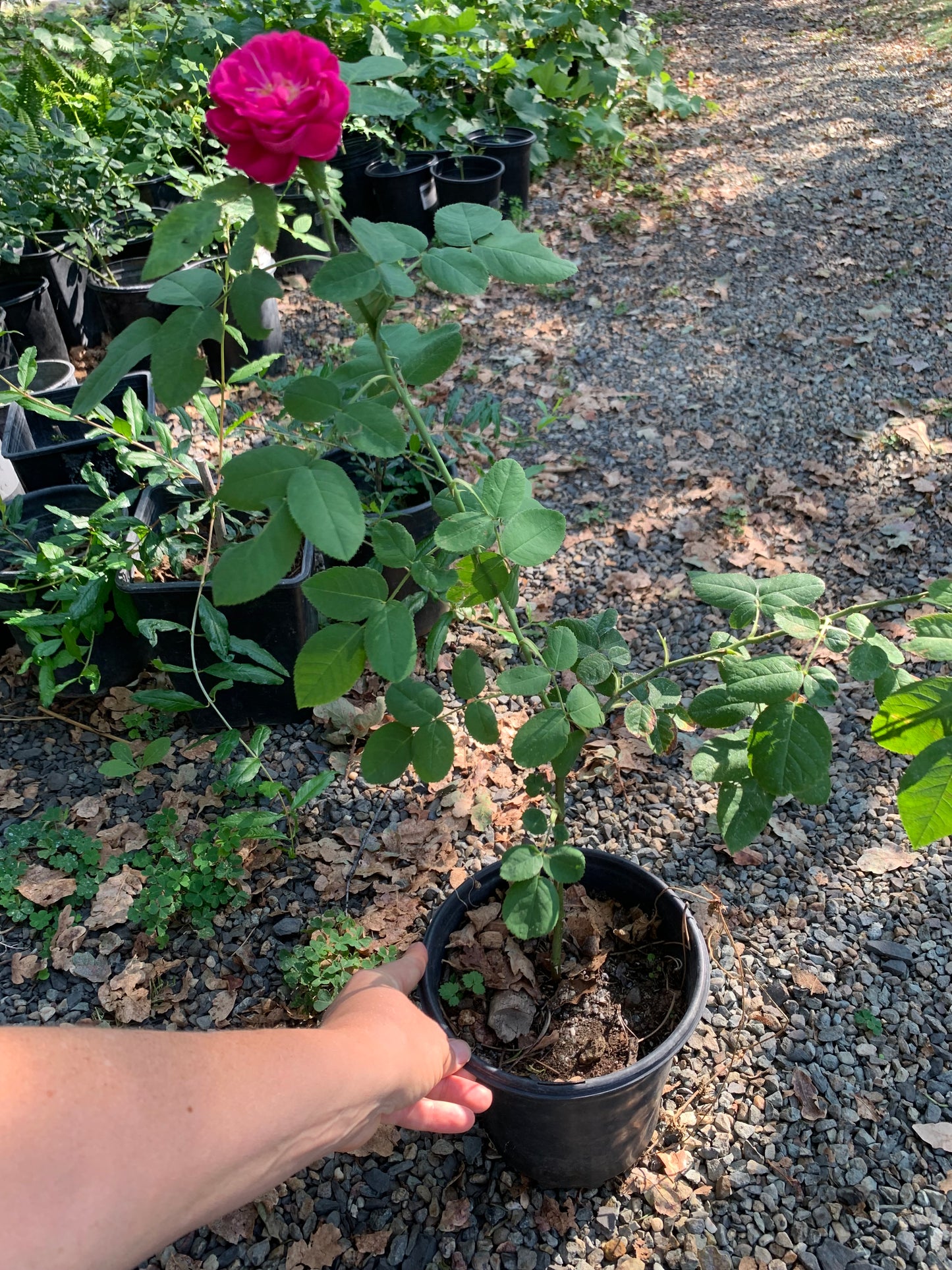 Rose de Rescht plant