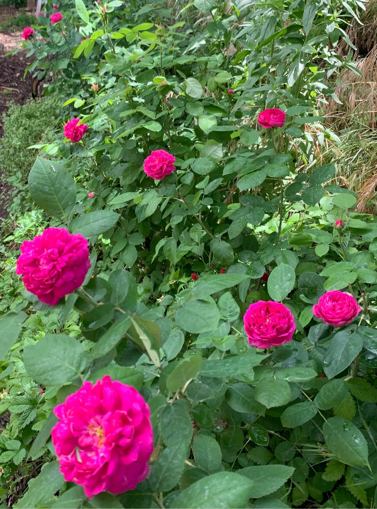 Rose de Rescht plant