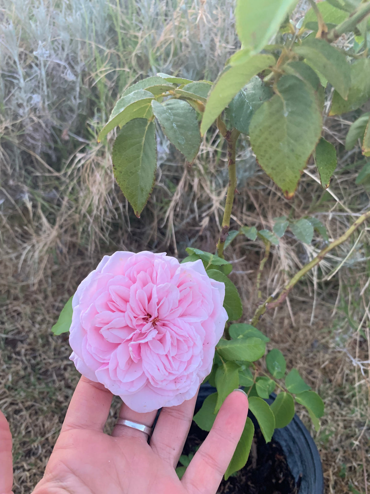 Souvenir De La Malmaison Rose Cl