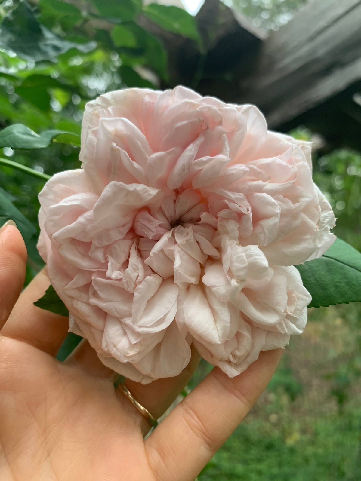 Souvenir De La Malmaison Rose Cl
