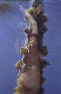 Summer Mullein