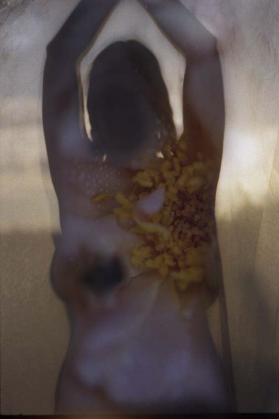 Floral sunset