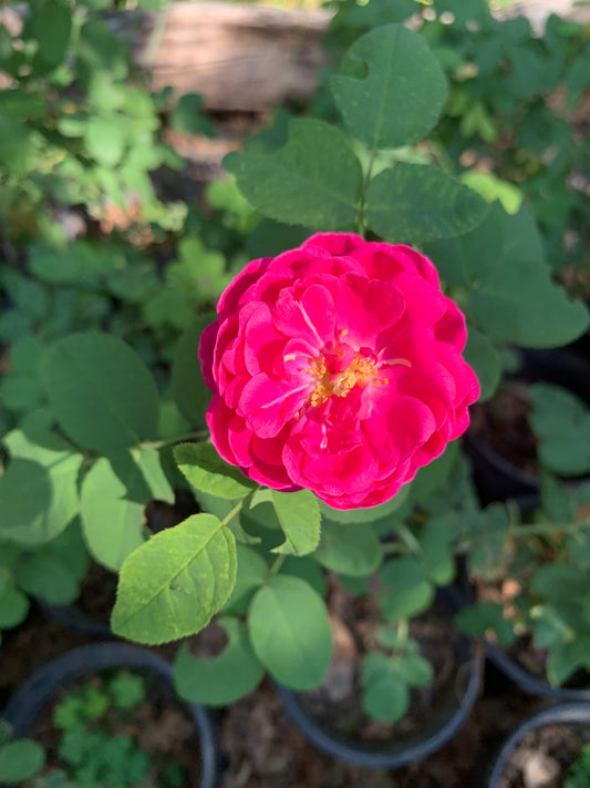 Rose de Rescht plant