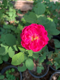 Rose de Rescht plant
