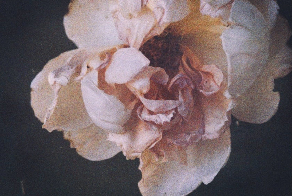 Jude of the obscure rose portrait