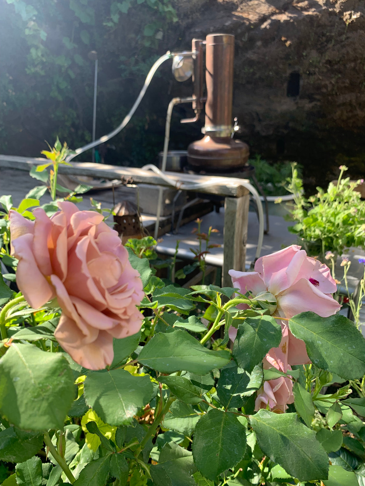 Rose & Rose geranium hydrosol - limited edition 2026