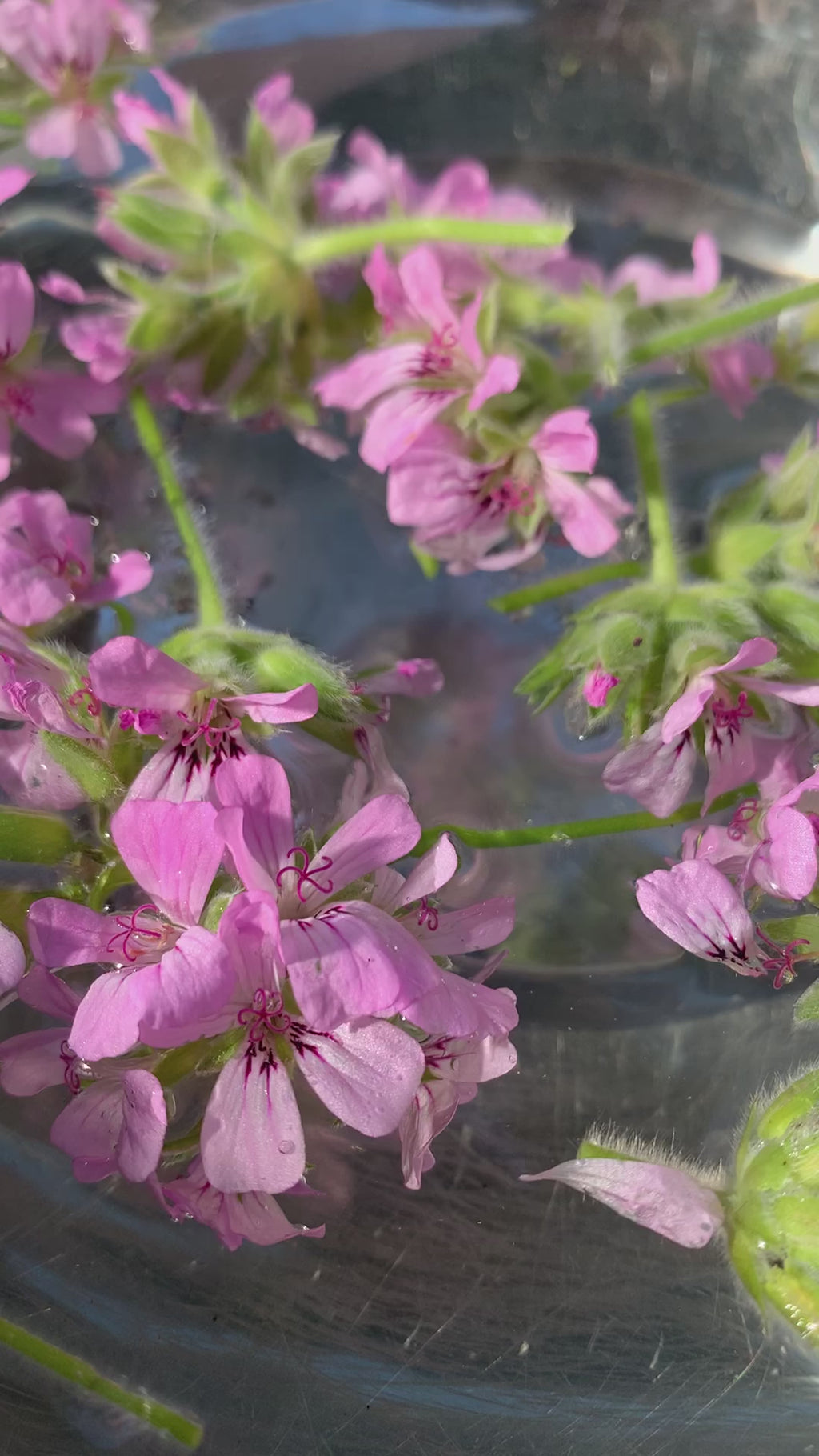 Rose & Rose geranium hydrosol - limited edition 2026